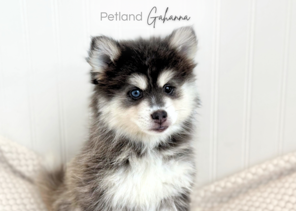 [#990000015134652]  - Black & White Female Pomsky Dog