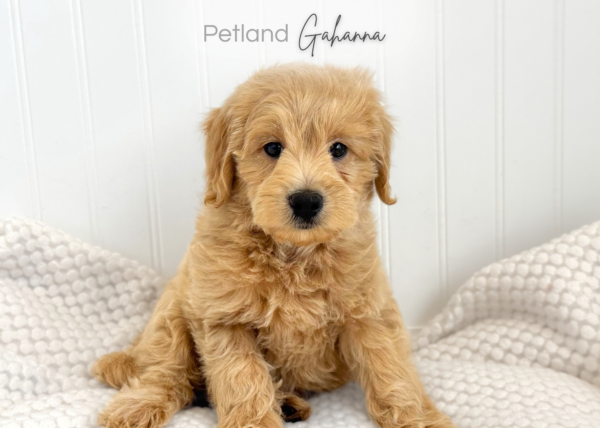 [#990000015135150]  - Golden Male Goldendoodle Mini Dog