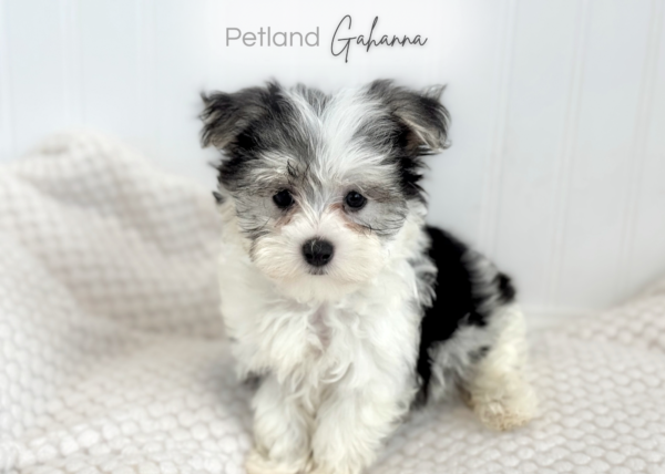 [#900217001585019]  - Tri-Color Male Morkie Dog
