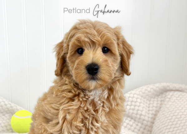[#990000015135150]  - Golden Male Goldendoodle Mini Dog