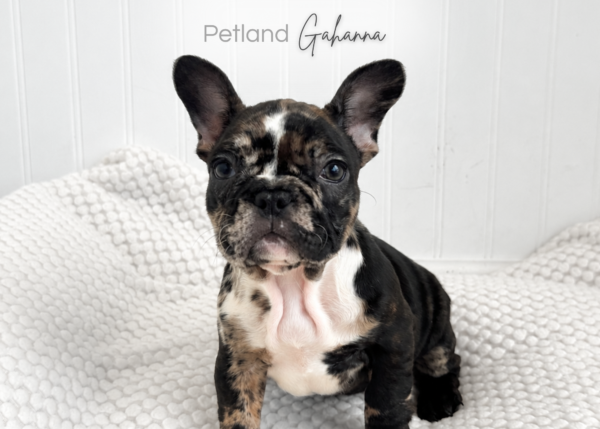 [#901011000047857]  - Merle Female French Bulldog Dog