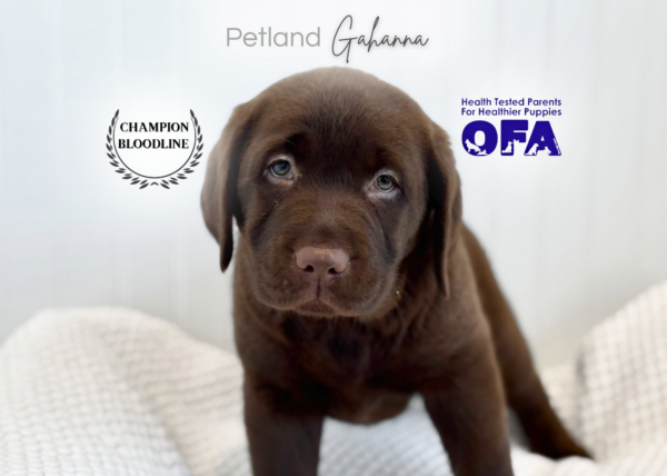 [#261306-01]  - Chocolate F Labrador Retriever Puppies for Sale