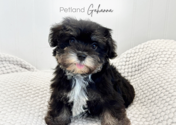 [#900263000252910]  - Sable / Black Female Mauzer Dog