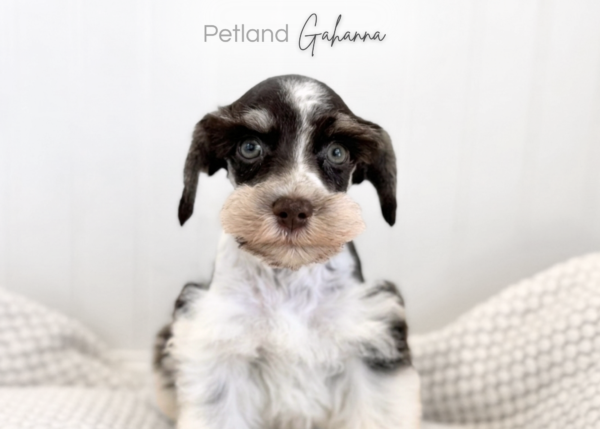 [#261427-01]  - Chocolate / White M Miniature Schnauzer Puppies for Sale
