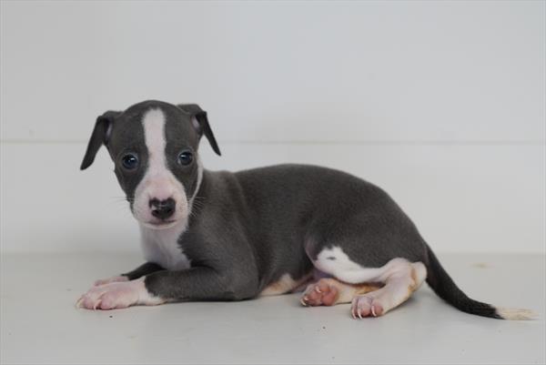 [#261419-01]  - Blue M Italian Greyhound Puppies for Sale