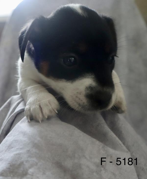 [#263-02]  - Tri-Colored F Jack Russell Terrier Puppies for Sale