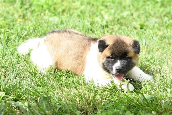 [#261606-03]  - Brown M Akita Puppies for Sale