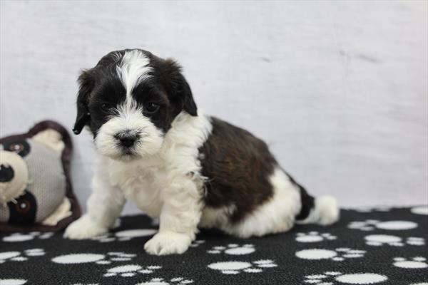 [#261582-04]  - Black / White M ShihPoo Puppies for Sale