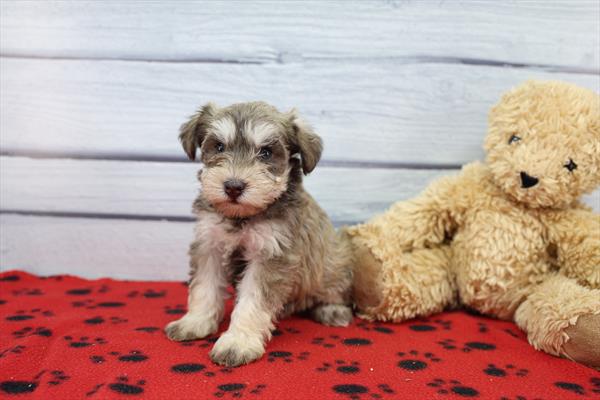 [#261635-05]  - Salt / Pepper F Miniature Schnauzer Puppies for Sale