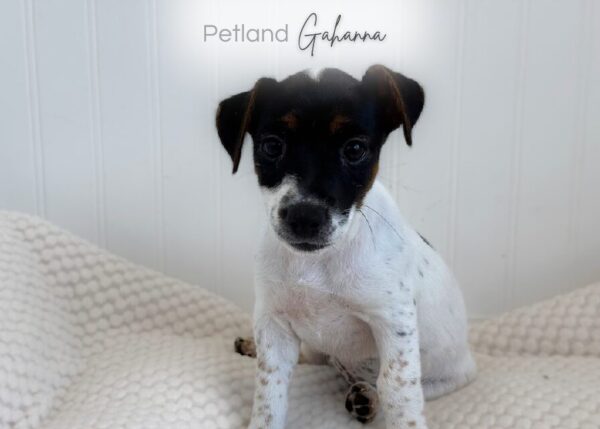 [#263-02]  - Tri-Colored F Jack Russell Terrier Puppies for Sale