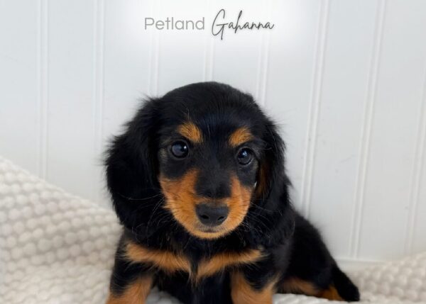 [#990000014300089]  - Black & Tan Female Mini Dachshund Dog