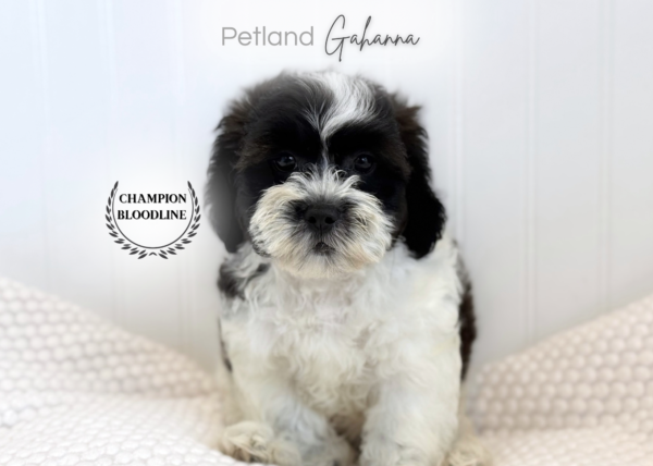 [#261582-04]  - Black / White M ShihPoo Puppies for Sale