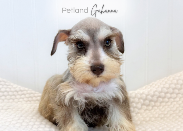 [#261635-05]  - Salt / Pepper F Miniature Schnauzer Puppies for Sale