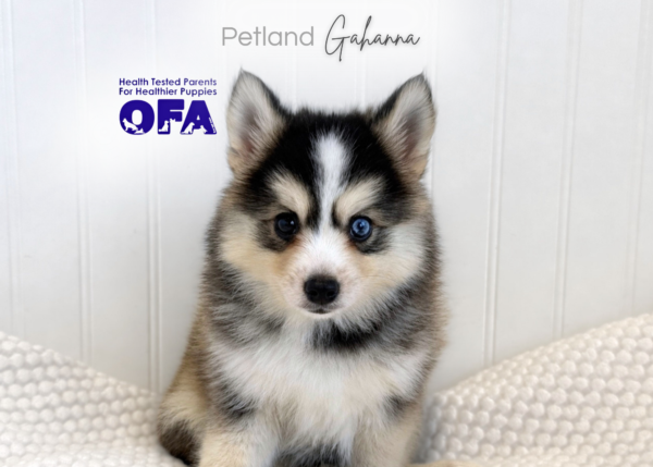 [#261586-02]  - Gray / White M Pomsky Puppies for Sale