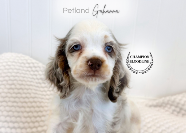 [#990000015134798]  - Chocolate Merle Female Cocker Spaniel Dog
