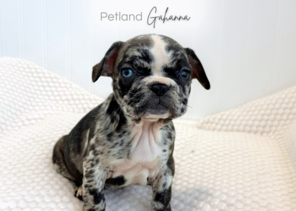 [#901011000047885]  - Black Merle Female French Bulldog Dog