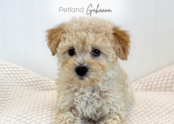[#900217001586255]  - Cream Male Poodle Toy Dog