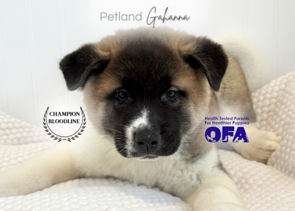 [#261606-03]  - Brown M Akita Puppies for Sale