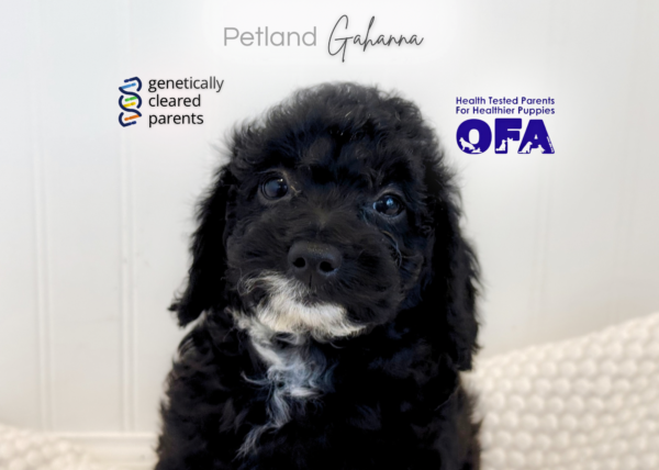 [#990000015140867]  - Black Female Goldendoodle Micro Mini Dog