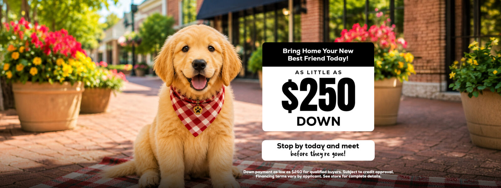 Puppies for Sale Banner