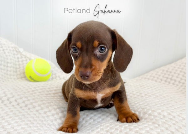 [#900263000252918]  - Chocolate and Tan Male Dachshund Dog