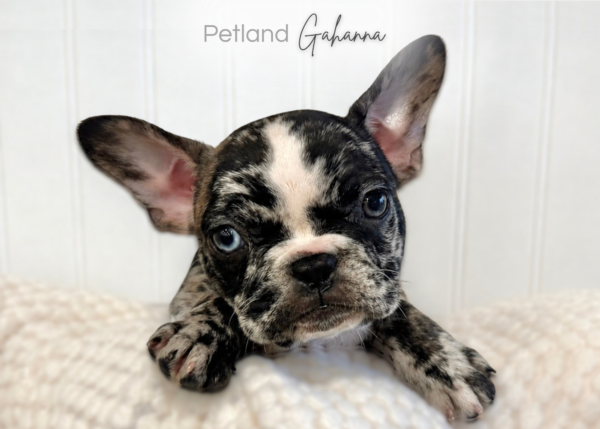 [#901011000047885]  - Black Merle Female French Bulldog Dog