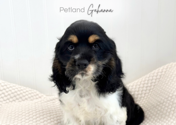 [#990000015134774]  - Tri-Color Male Cocker Spaniel Dog