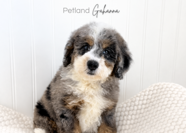 [#990000015134780]  - Grey Merle Male Bernedoodle Mini Dog