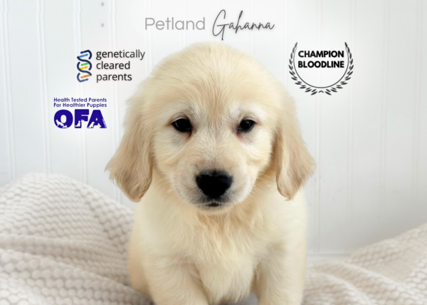 [#990000015140775]  - English Cream Male Golden Retriever Dog