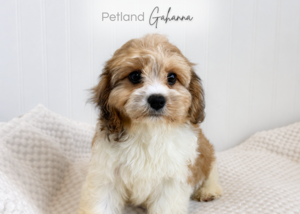 [#261407-03]  - Brown / White F Cavachon Puppies for Sale