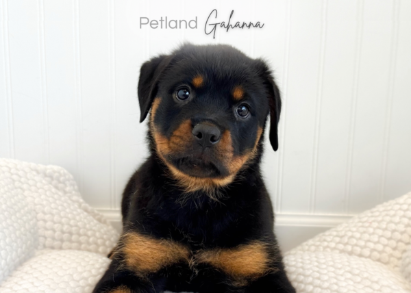 [#261313-07]  - Black / Tan F Rottweiler Puppies for Sale