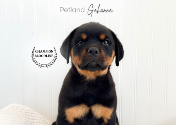 [#261415-05]  - Black / Tan M Rottweiler Puppies for Sale