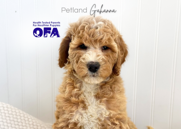 [#261615-06]  - Golden F Goldendoodle 2nd Gen Puppies for Sale