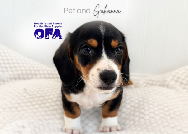 [#990000015140745]  - Tri-Color Male Dachshund Dog