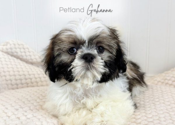 [#261302-03]  - Brown / White M Shih Tzu Puppies for Sale