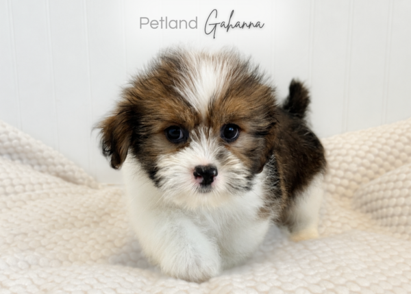 [#261412-01]  - Dark Brown M Shiranian Puppies for Sale