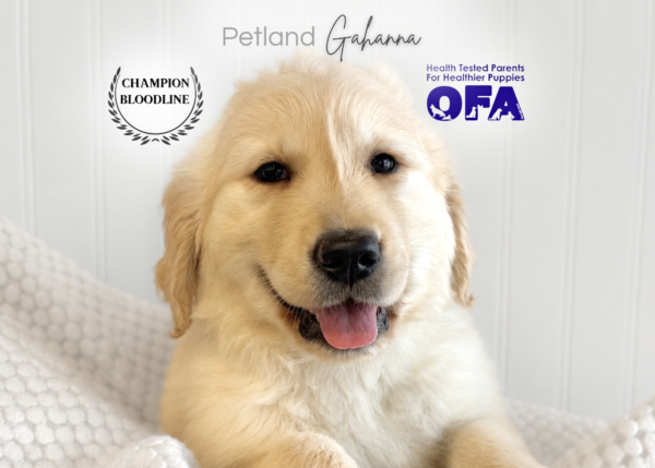 [#261467-01]  - Light Golden M Golden Retriever Puppies for Sale