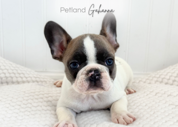 [#261511-03]  - Blue M French Bulldog Puppies for Sale