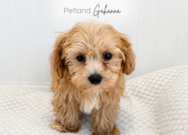 [#261436-01]  - Apricot M Maltipoo Puppies for Sale