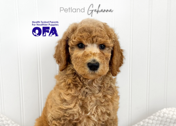 [#261613-08]  - Golden F Poodle Standard Puppies for Sale