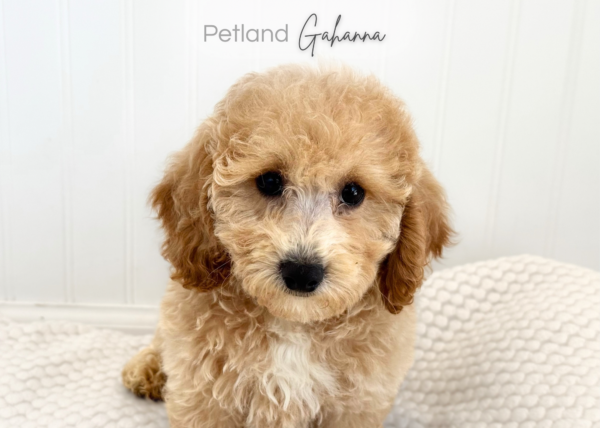 [#261365-06]  - Tan F Bichapoo Puppies for Sale