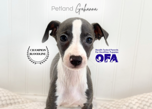 [#261419-01]  - Blue M Italian Greyhound Puppies for Sale