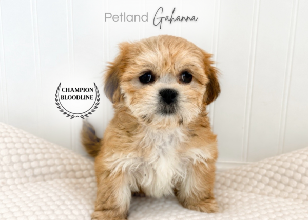 [#261595-07]  - Brindle F Lhasa Apso Puppies for Sale