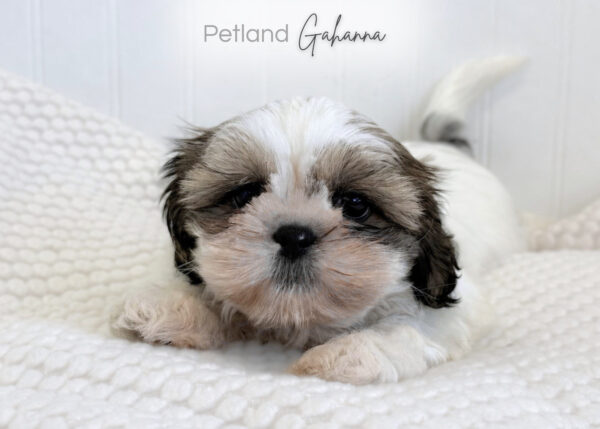 [#990000015140433]  - Sable & White Male Shih Tzu Dog