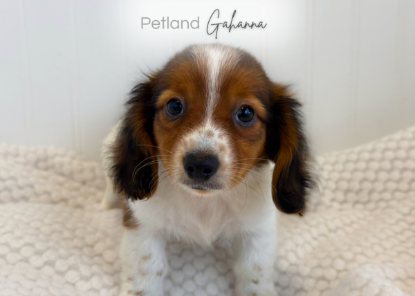 [#2630-02]  - Sable / White M Dachshund Puppies for Sale