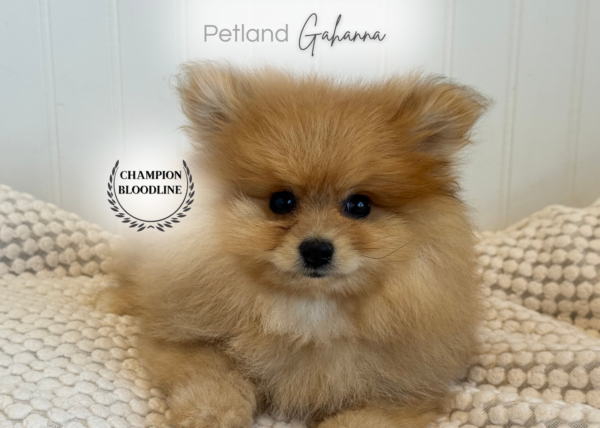 [#261665-01]  - Red Sable M Pomeranian Puppies for Sale