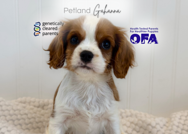 [#2622-03]  - Blenheim F Cavalier King Charles Spaniel Puppies for Sale