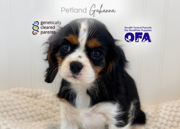 [#2622-02]  - Tri-Colored F Cavalier King Charles Spaniel Puppies for Sale