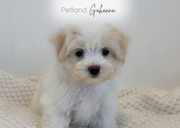 [#2633-01]  - White M Maltese Puppies for Sale