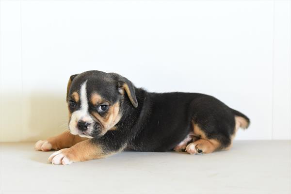[#261576-04]  - Black F Beabull 2nd Gen Puppies for Sale